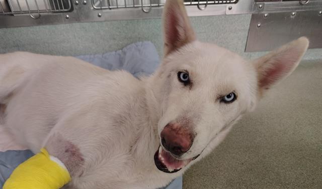 Shelter Stray Male Dog last seen ZUNI AND LOUISIANA, Albuquerque, NM 87112
