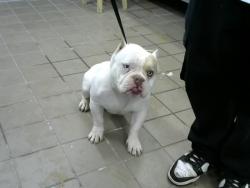 Shelter Stray Male Dog last seen Near BLOCK LEAD AVE SW, Albuquerque, NM 87112
