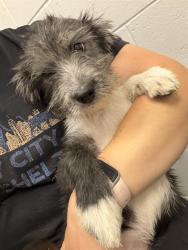 Shelter Stray Female Dog last seen Near , Indianapolis, IN 46221