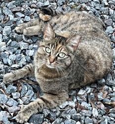Found/Stray Unknown Cat last seen Hanover Ave and Lee Ave, Ashland, VA 23005