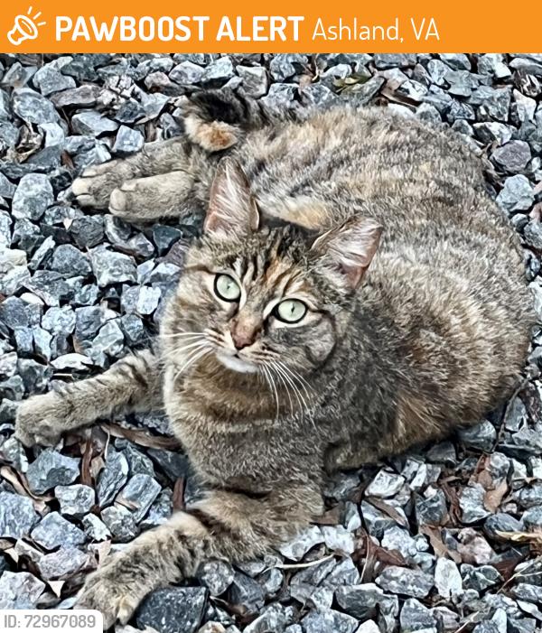 Found/Stray Unknown Cat last seen Hanover Ave and Lee Ave, Ashland, VA 23005
