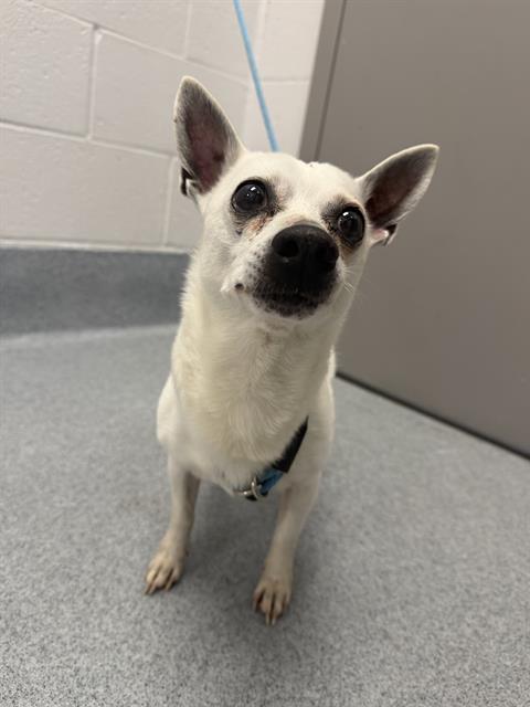 Shelter Stray Male Dog last seen Near , Indianapolis, IN 46221
