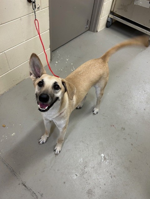 Shelter Stray Male Dog last seen , Sanford, FL 32773