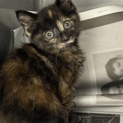 Shelter Stray Female Cat last seen , Los Angeles, CA 90025