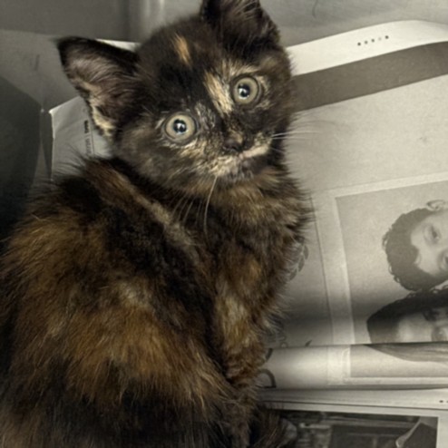 Shelter Stray Female Cat last seen , Los Angeles, CA 90025