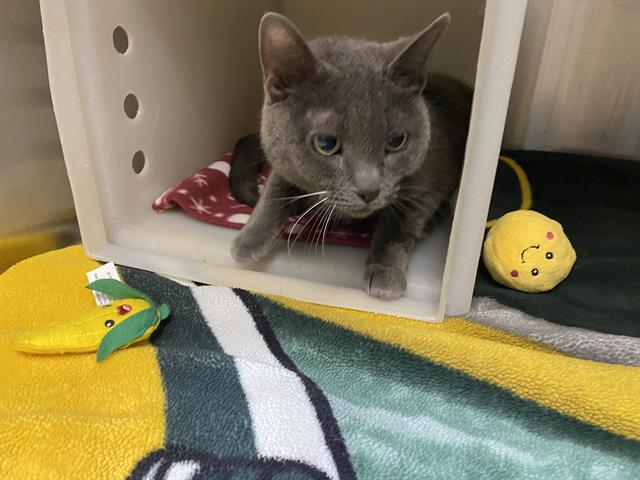 Shelter Stray Female Cat last seen Near BLOCK S 22ND ST, Milwaukee, WI 53215