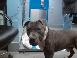 Shelter Stray Male Dog last seen Near BLOCK 47TH ST NW, Albuquerque, NM 87121