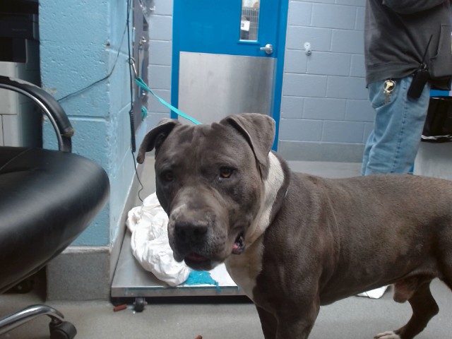 Shelter Stray Male Dog last seen Near BLOCK 47TH ST NW, Albuquerque, NM 87121