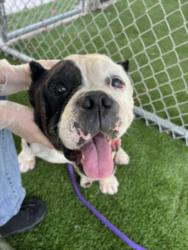 Shelter Stray Male Dog last seen , Los Angeles, CA 90047