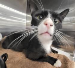 Shelter Stray Male Cat last seen Near BLOCK CARRERE ST, BAKERSFIELD CA 93308, Bakersfield, CA 93308