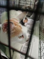 Shelter Stray Female Cat last seen , Los Angeles, CA 90047