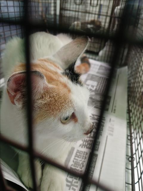 Shelter Stray Female Cat last seen , 1850 W 60th St, Los Angeles, CA 90047, USA