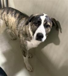 Shelter Stray Male Dog last seen Near BLOCK ALDER AVE, TEHACHAPI CA 93561, Bakersfield, CA 93308