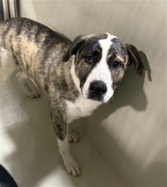 Shelter Stray Male Dog last seen Near BLOCK ALDER AVE, TEHACHAPI CA 93561, Bakersfield, CA 93308