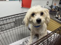 Shelter Stray Female Dog last seen , Los Angeles, CA 90047