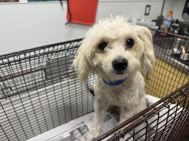 Shelter Stray Female Dog last seen , Los Angeles, CA 90047