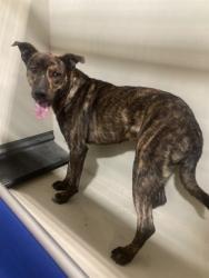 Shelter Stray Male Dog last seen Near BLOCK ORANGE ST, TAFT CA 93268, Bakersfield, CA 93308