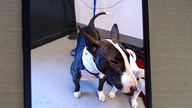 Shelter Stray Female Dog last seen EVANS AND MENDELL, San Francisco, CA 94103