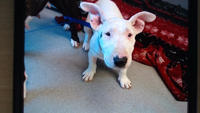 Shelter Stray Female Dog last seen , San Francisco, CA 94103