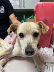 Shelter Stray Male Dog last seen Near BLOCK OGLESBY AVE, Jacksonville, FL 32204