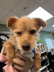 Shelter Stray Male Dog last seen Near BLOCK OGLESBY AVE, Jacksonville, FL 32204