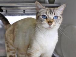 Shelter Stray Female Cat last seen Near BLOCK E PAUL RUSSELL RD, TALLAHASSEE FL 32301, Tallahassee, FL 32311