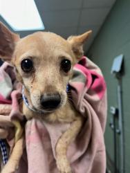 Shelter Stray Male Dog last seen Near BLOCK OGLESBY AVE, Jacksonville, FL 32204