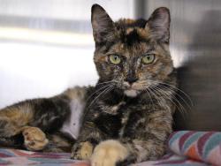 Shelter Stray Female Cat last seen Near BLOCK MABRY ST, TALLAHASSEE FL 32304, Tallahassee, FL 32311