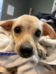 Shelter Stray Female Dog last seen Near BLOCK OGLESBY AVE, Jacksonville, FL 32204