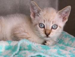 Shelter Stray Male Cat last seen Near BLOCK OLD SHELL POINT RD, TALLAHASSEE FL 32305, Tallahassee, FL 32311