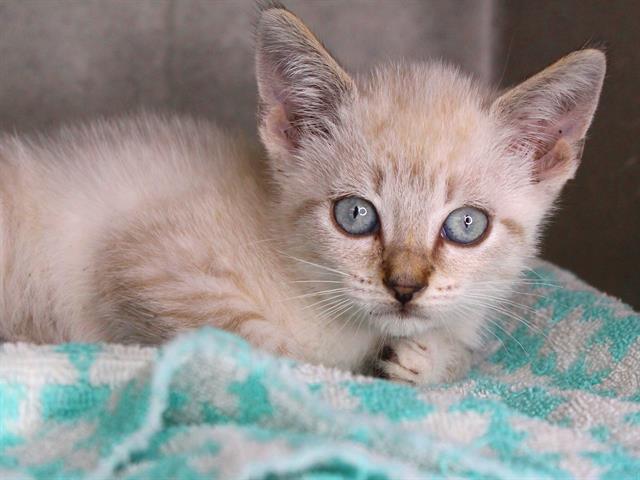 Shelter Stray Male Cat last seen Near BLOCK OLD SHELL POINT RD, TALLAHASSEE FL 32305, Tallahassee, FL 32311