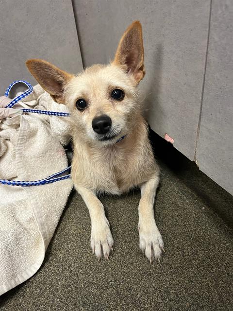 Shelter Stray Female Dog last seen Near BLOCK OGLESBY AVE, Jacksonville, FL 32204