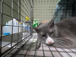 Shelter Stray Female Cat last seen Near BLOCK EMUNESS RD, Jacksonville, FL 32204