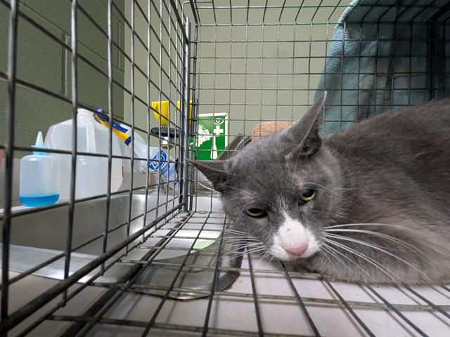 Shelter Stray Female Cat last seen Near BLOCK EMUNESS RD, Jacksonville, FL 32204
