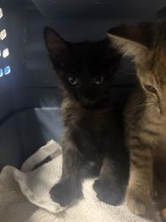 Shelter Stray Male Cat last seen Near BLOCK COOLIDGE CT, TALLAHASSEE FL 32311, Tallahassee, FL 32311