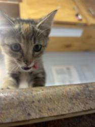 Shelter Stray Female Cat last seen Near BLOCK COOLIDGE CT, TALLAHASSEE FL 32311, Tallahassee, FL 32311
