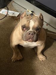 Lost Female Dog last seen Downtown phoenix , Phoenix, AZ 85034