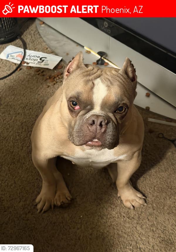 Lost Female Dog last seen Downtown phoenix , Phoenix, AZ 85034