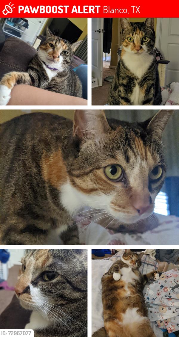 Lost Female Cat last seen McClain Rd, River Road, Blanco Tx, Blanco, TX 78606