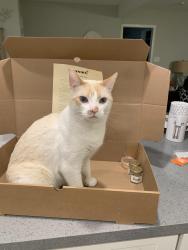 Reunited Male Cat last seen Near coleto trail bastrop tx 78602, Bastrop, TX 78602