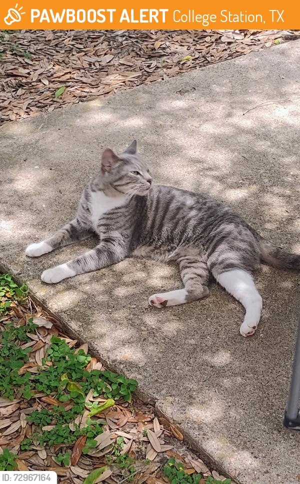 Surrendered Female Cat last seen Georgia and Nevada Street in College Station , College Station, TX 77840