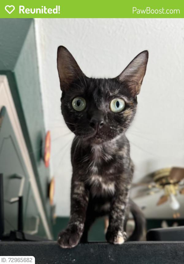 Reunited Female Cat last seen S KIMBREL/TAMMY LANE/BABBY LANE/ S COMET/ WALLACE RD, Panama City, FL 32404