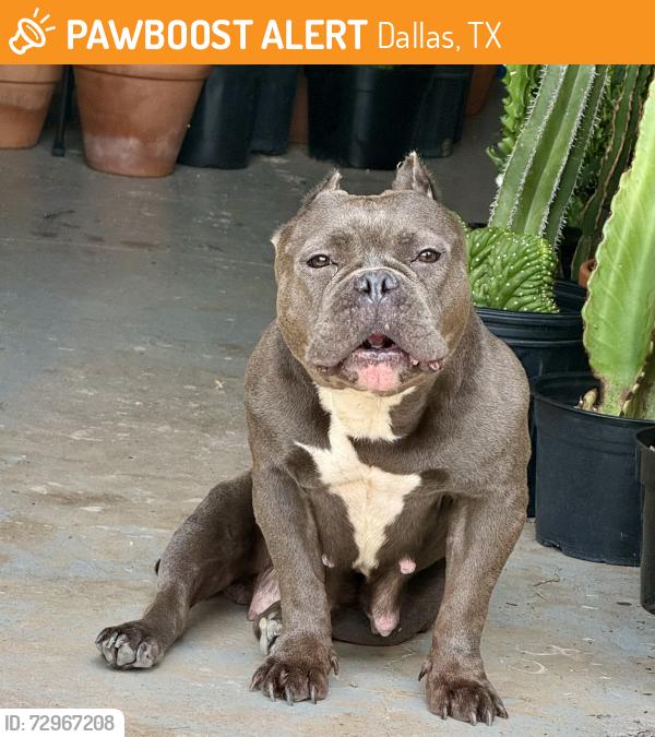 Found/Stray Female Dog last seen Walnut and Forrest , Dallas, TX 75243