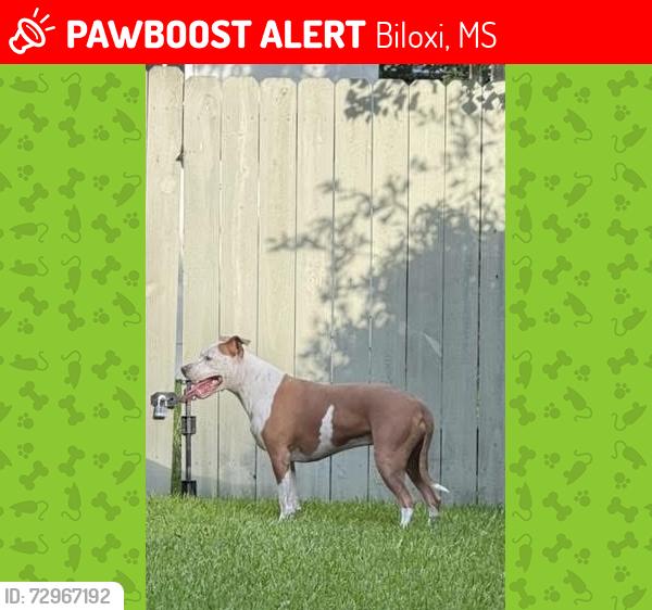 Lost Female Dog last seen Bienville drive, Biloxi, MS 39532