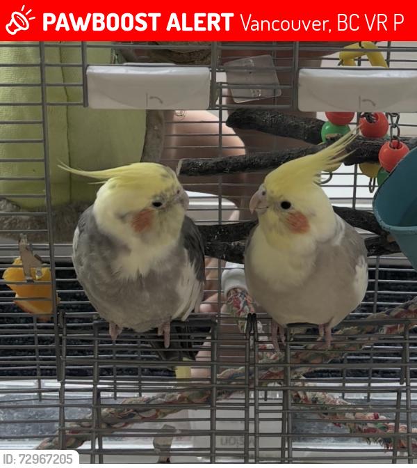 Lost Male Bird last seen Jericho park west side , Vancouver, BC V6R 1P6