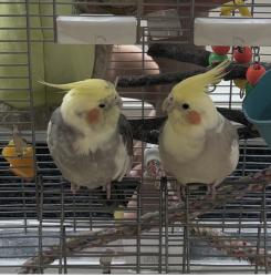 Lost Male Bird last seen Jericho park west side , Vancouver, BC V6R 1P6