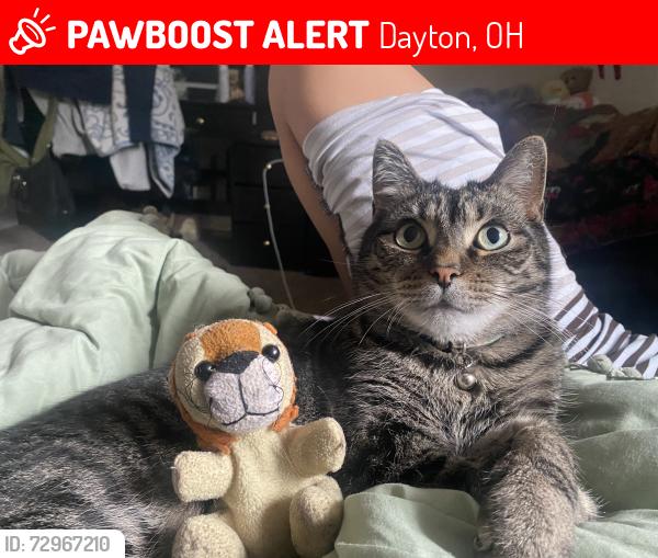 Lost Male Cat last seen Warehouse 4, speedway, Dorthy ln, delco park , Dayton, OH 45429