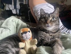 Lost Male Cat last seen Warehouse 4, speedway, Dorthy ln, delco park , Dayton, OH 45429