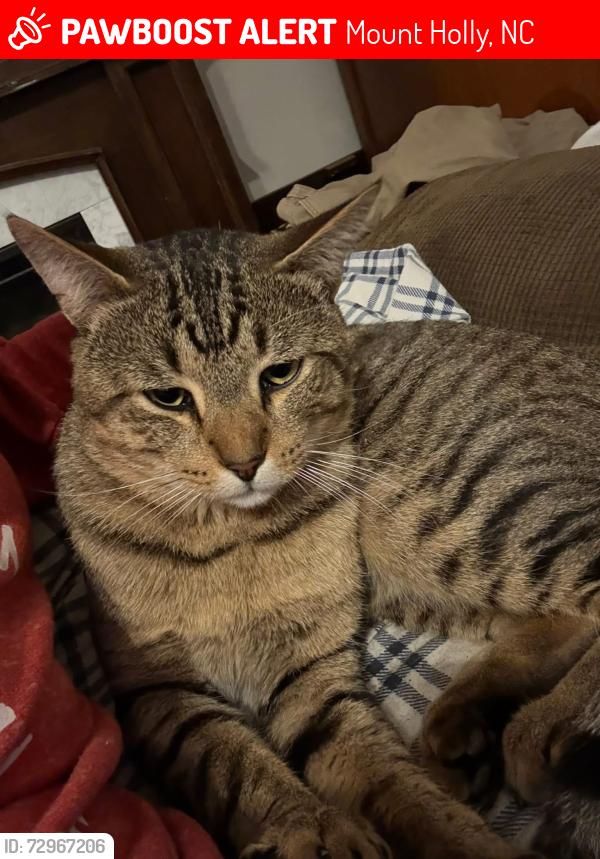 Lost Male Cat last seen Old nc 27 white oak street , Mount Holly, NC 28120