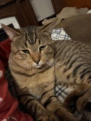 Lost Male Cat last seen Old nc 27 white oak street , Mount Holly, NC 28120